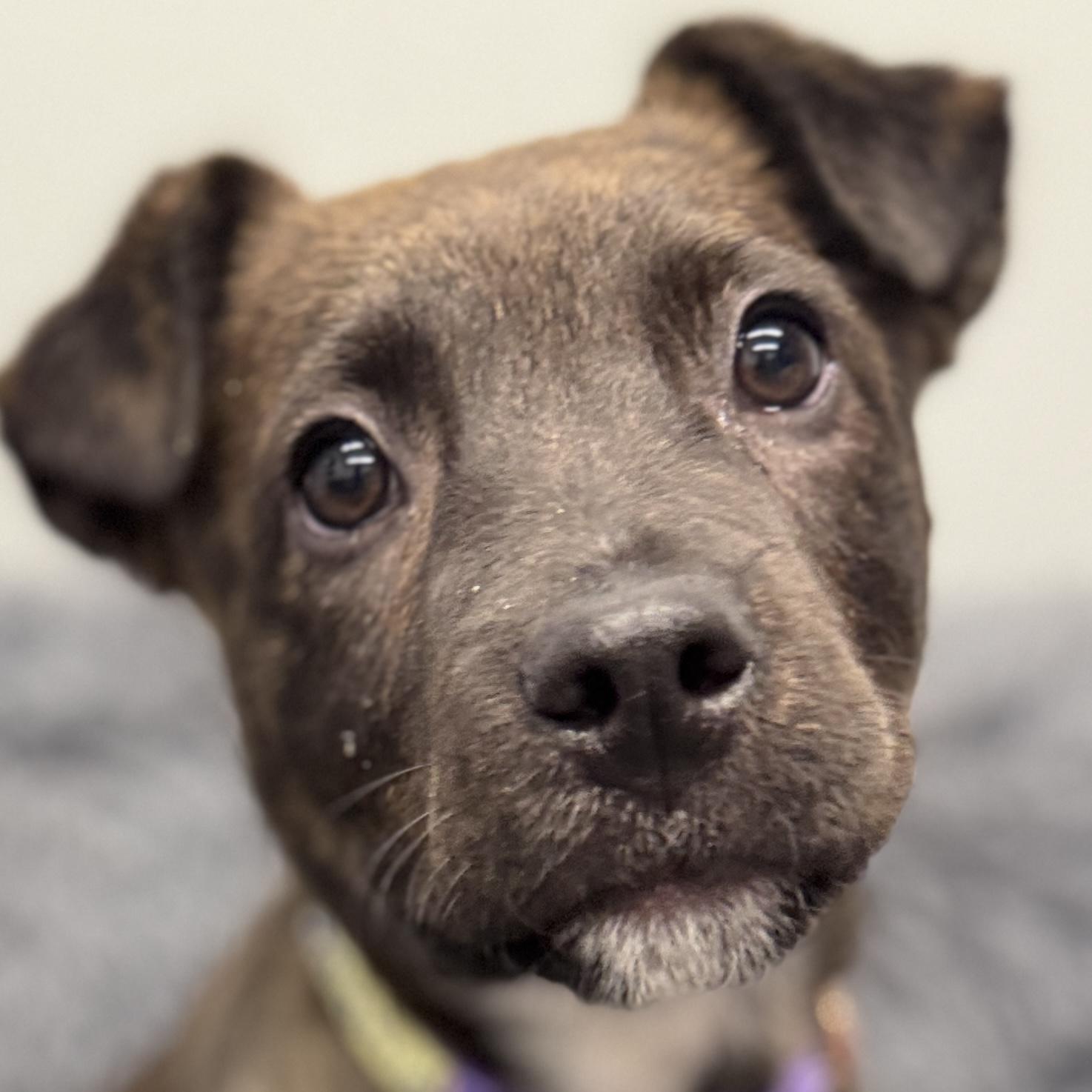 Winn DIxie, adoptable, Puppy Male Retriever & Mixed Breed.
