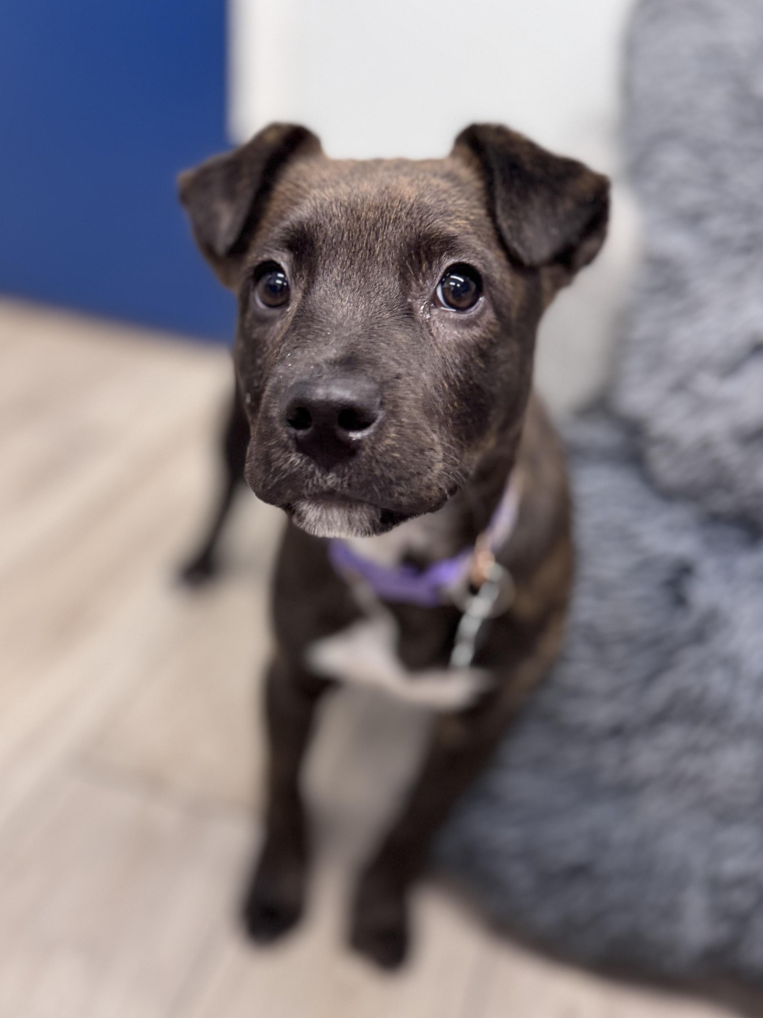 Enlarge Winn DIxie, an adoptable mixed breed in Palatine, IL image 4/6