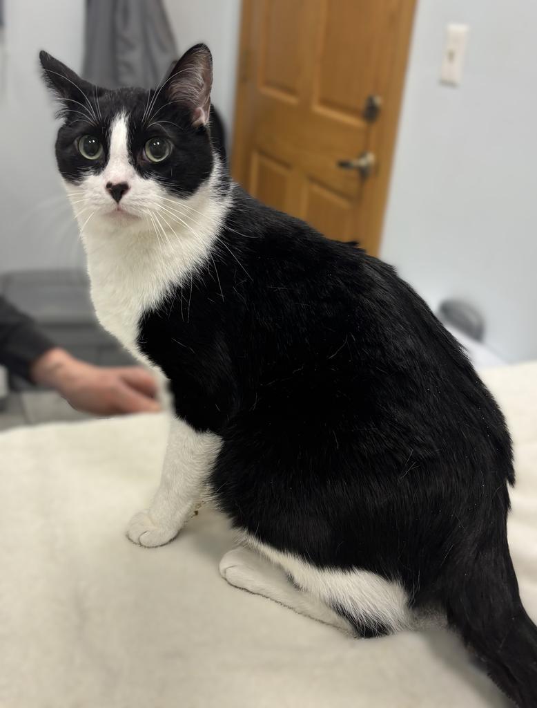 Enlarge Mickey, a Adopted mixed breed in Saint Paul, MN image 2/2