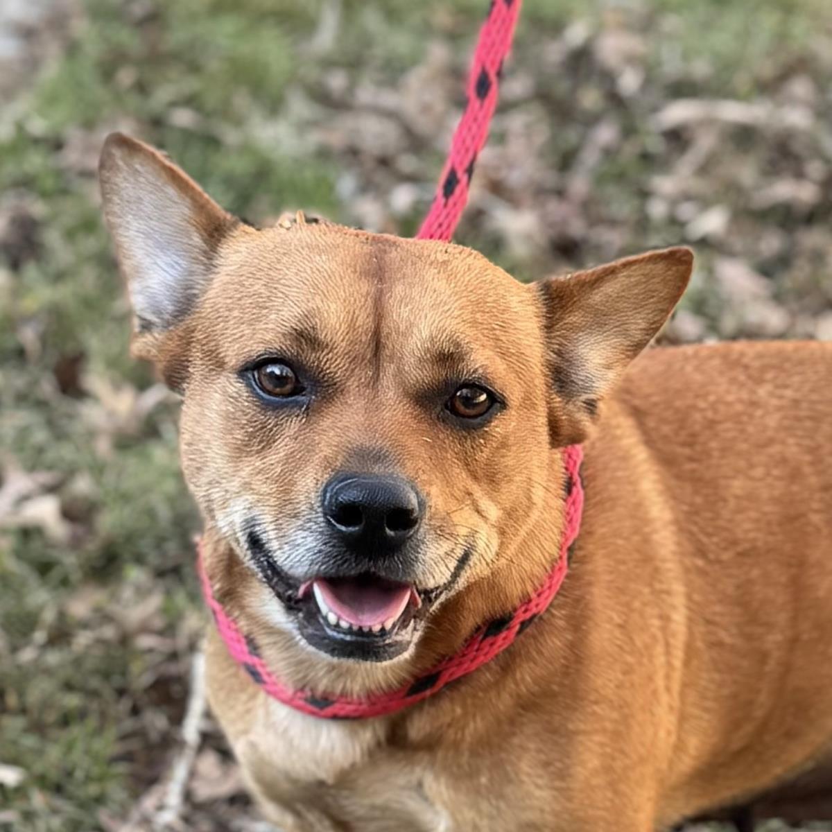 Garnet, Adoptable, Adult Female Corgi & Terrier.