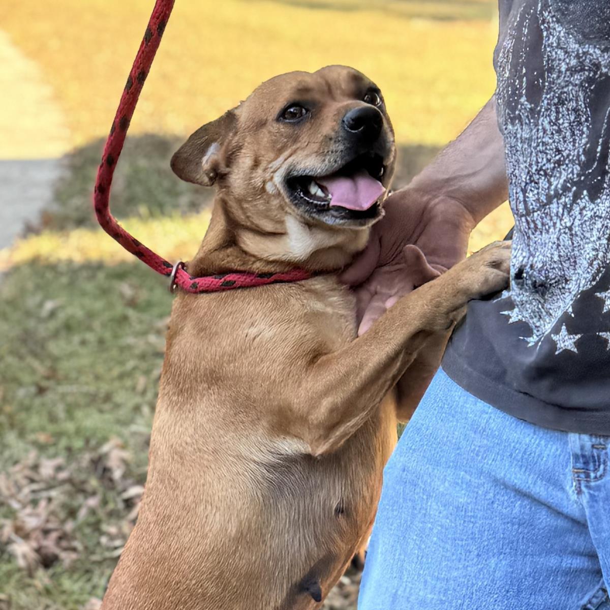 Enlarge Garnet, a Adoptable mixed breed in Locust Fork, AL image 2/3