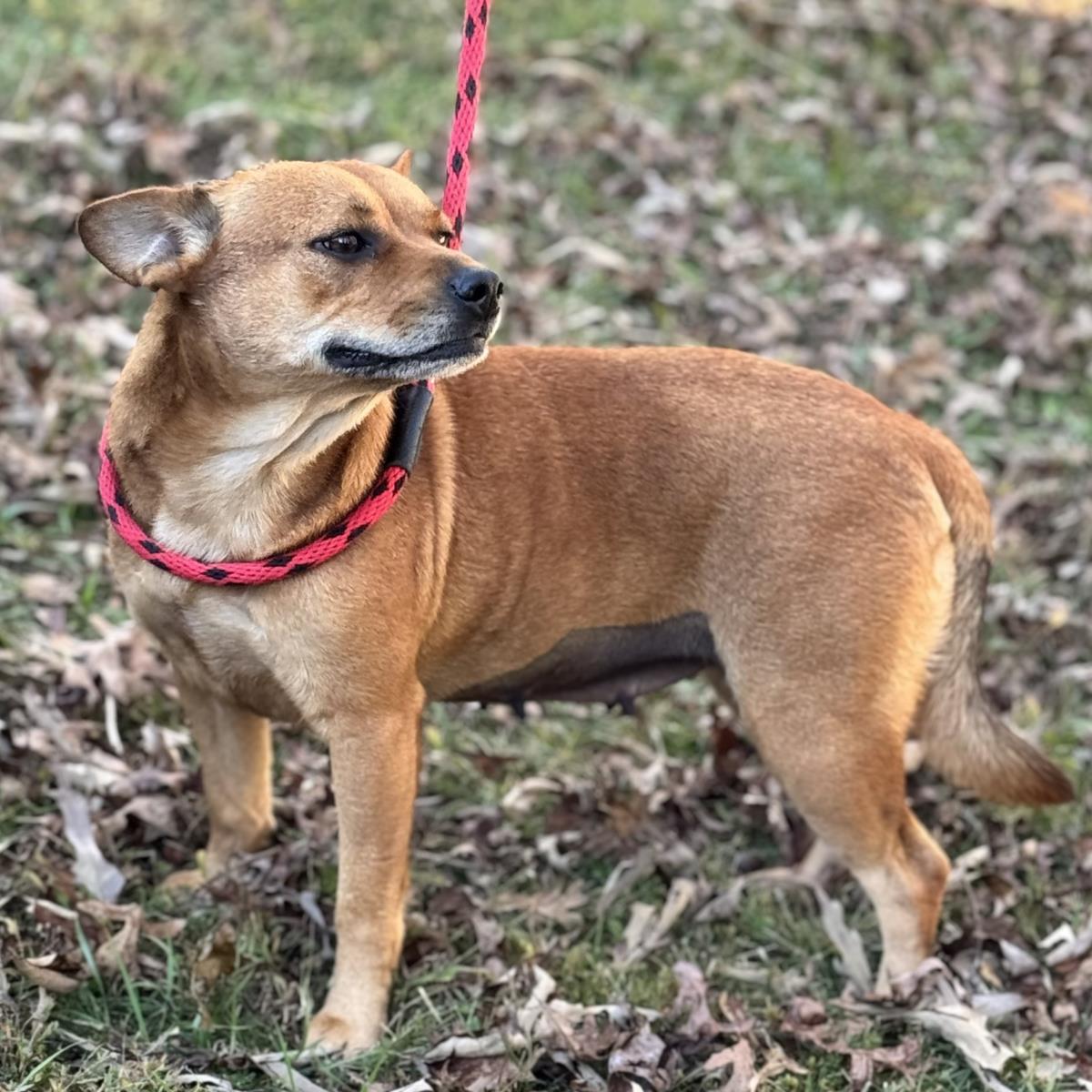 Enlarge Garnet, a Adoptable mixed breed in Locust Fork, AL image 3/3