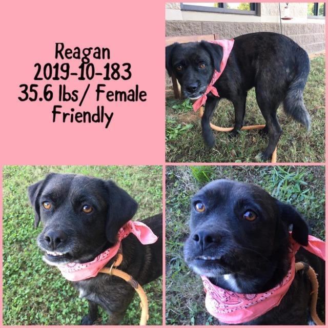 2019-10-183, Adopted, Senior Female Boxer.