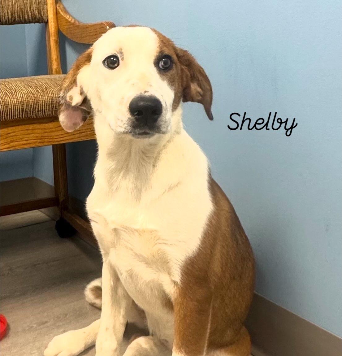 Enlarge Shelby, a Adoptable Coonhound in Ulster, PA image 1/1