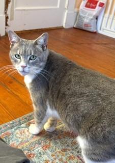 Enlarge Sammi, a Adoptable mixed breed in Hull, MA image 1/6