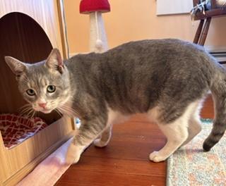 Enlarge Sammi, a Adoptable mixed breed in Hull, MA image 2/6
