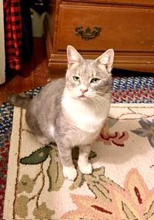 Enlarge Sammi, a Adoptable mixed breed in Hull, MA image 4/6
