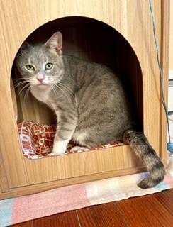 Enlarge Sammi, a Adoptable mixed breed in Hull, MA image 5/6