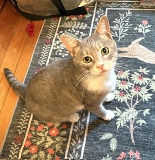 Enlarge Sammi, a Adoptable mixed breed in Hull, MA image 6/6