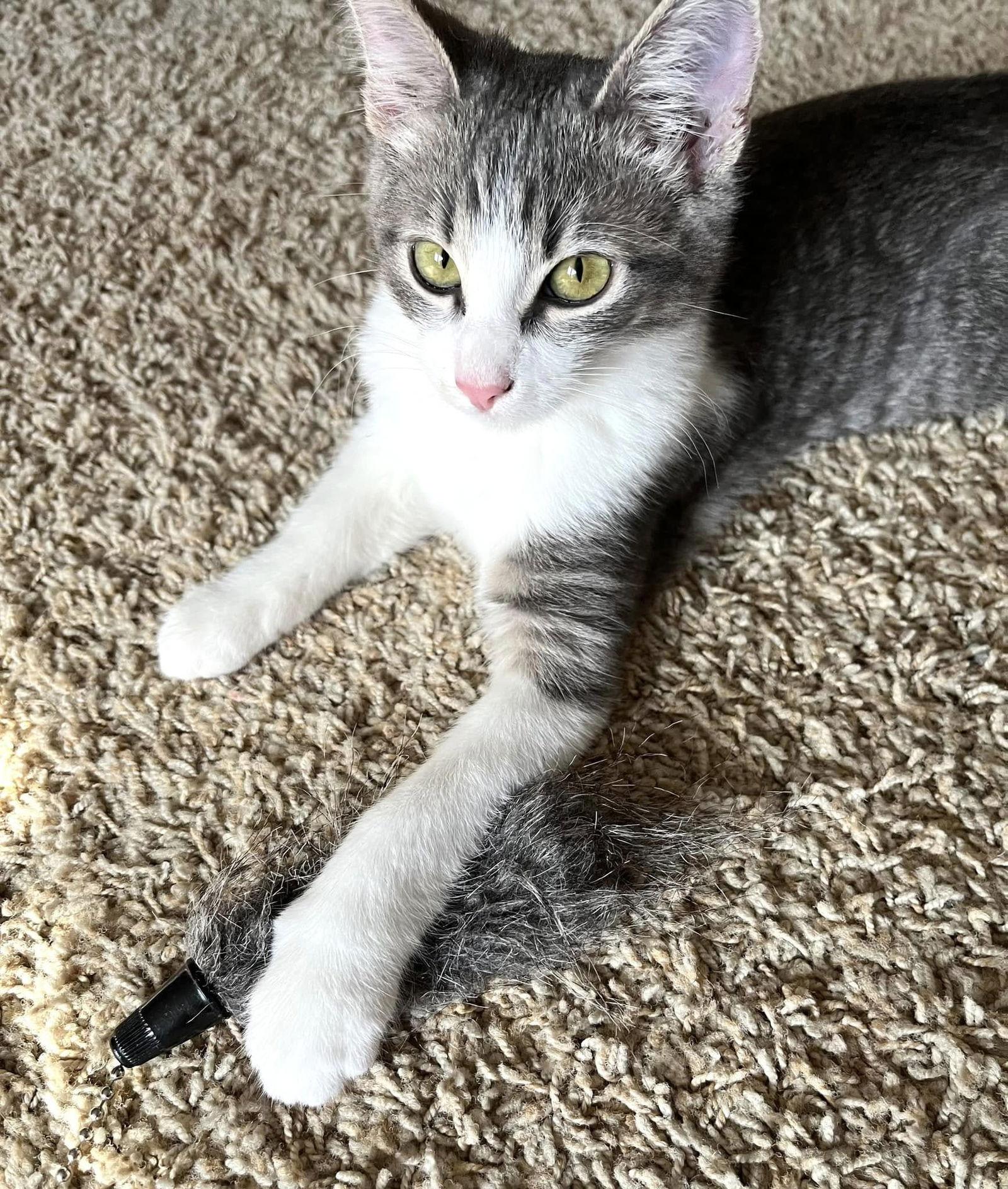 Sylvie, Adopted, Young Female Domestic Short Hair.