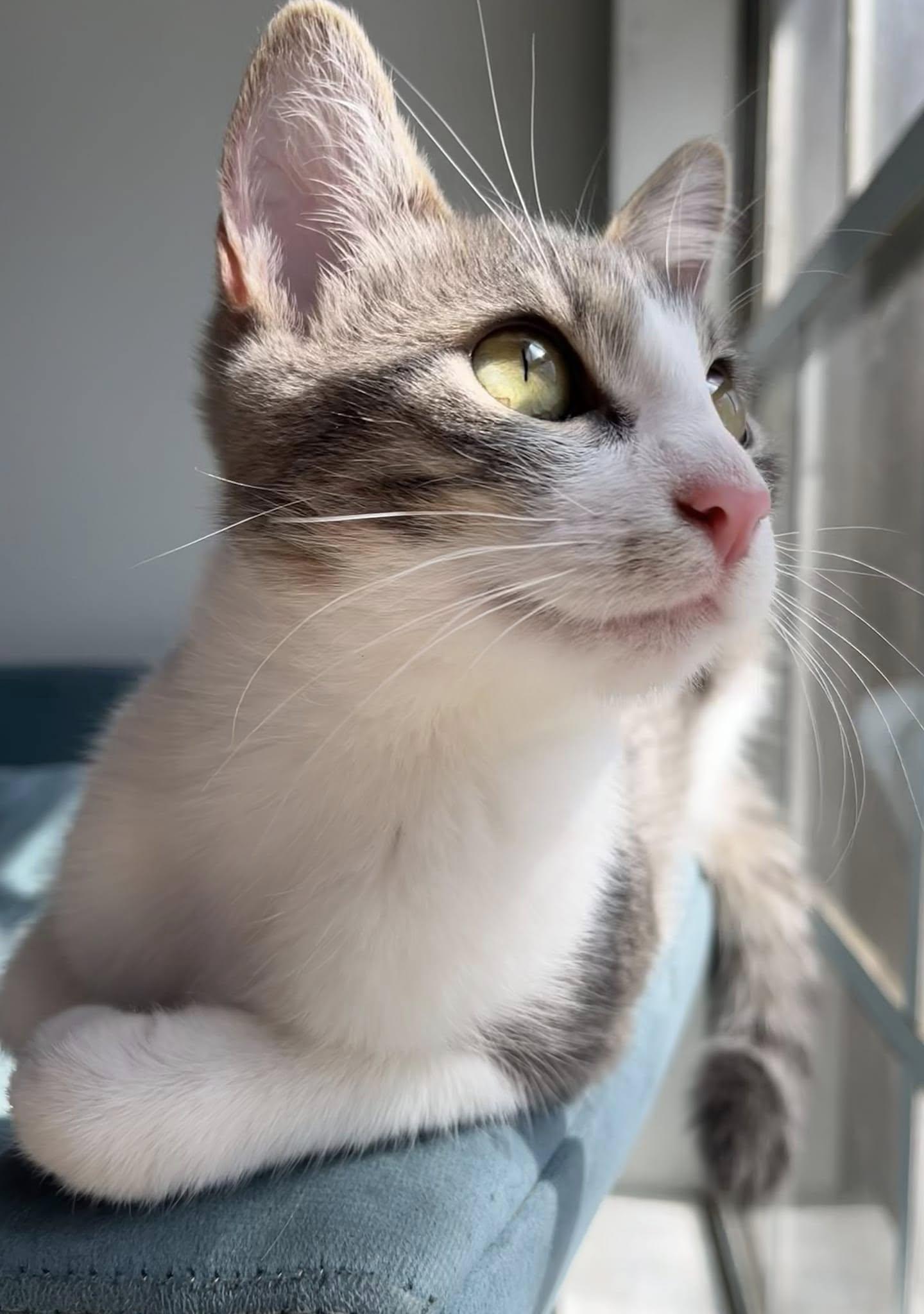 Enlarge Sylvie, a Adopted Domestic Short Hair in Bangs, TX image 2/2