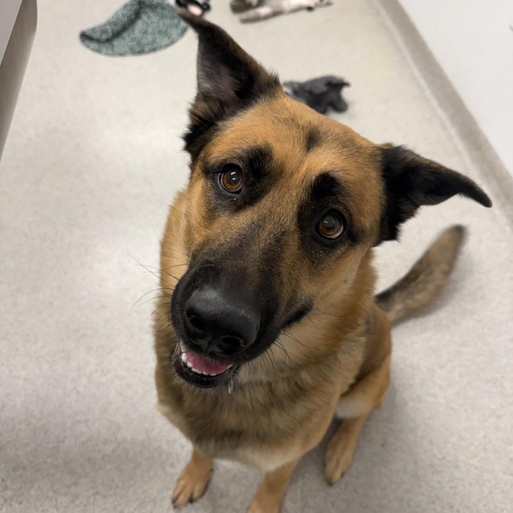 Enlarge Harold, a Adoptable mixed breed in Naperville, IL image 1/1