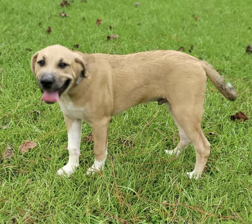 Enlarge Beau, a Adopted mixed breed in Leesburg, GA image 4/4