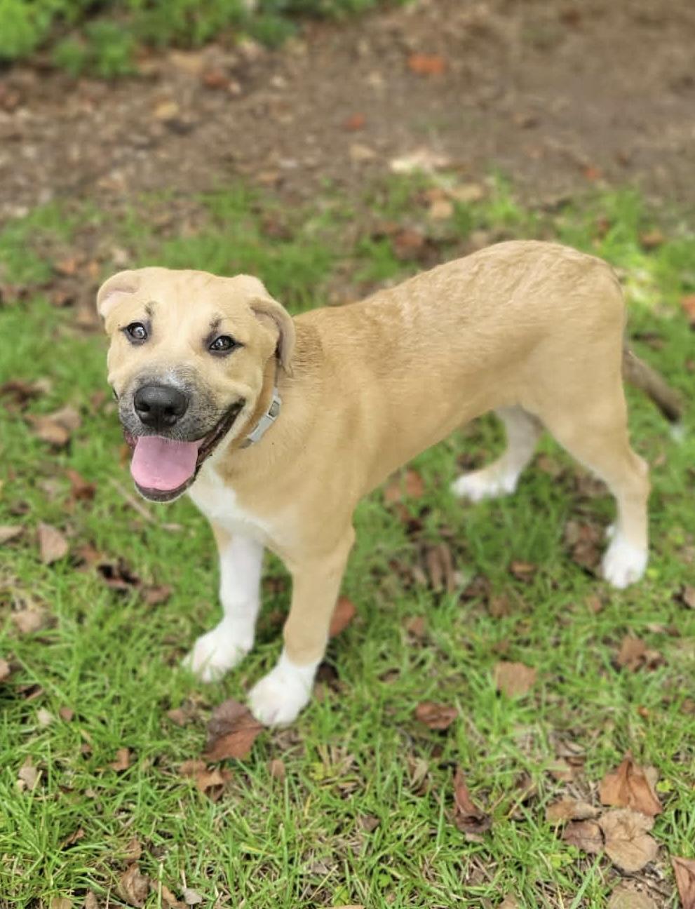 Beau, Adopted, Puppy Male Golden Retriever & American Bulldog.