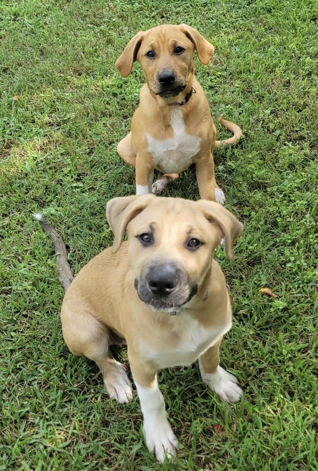 Enlarge Beau, a Adopted mixed breed in Leesburg, GA image 3/4