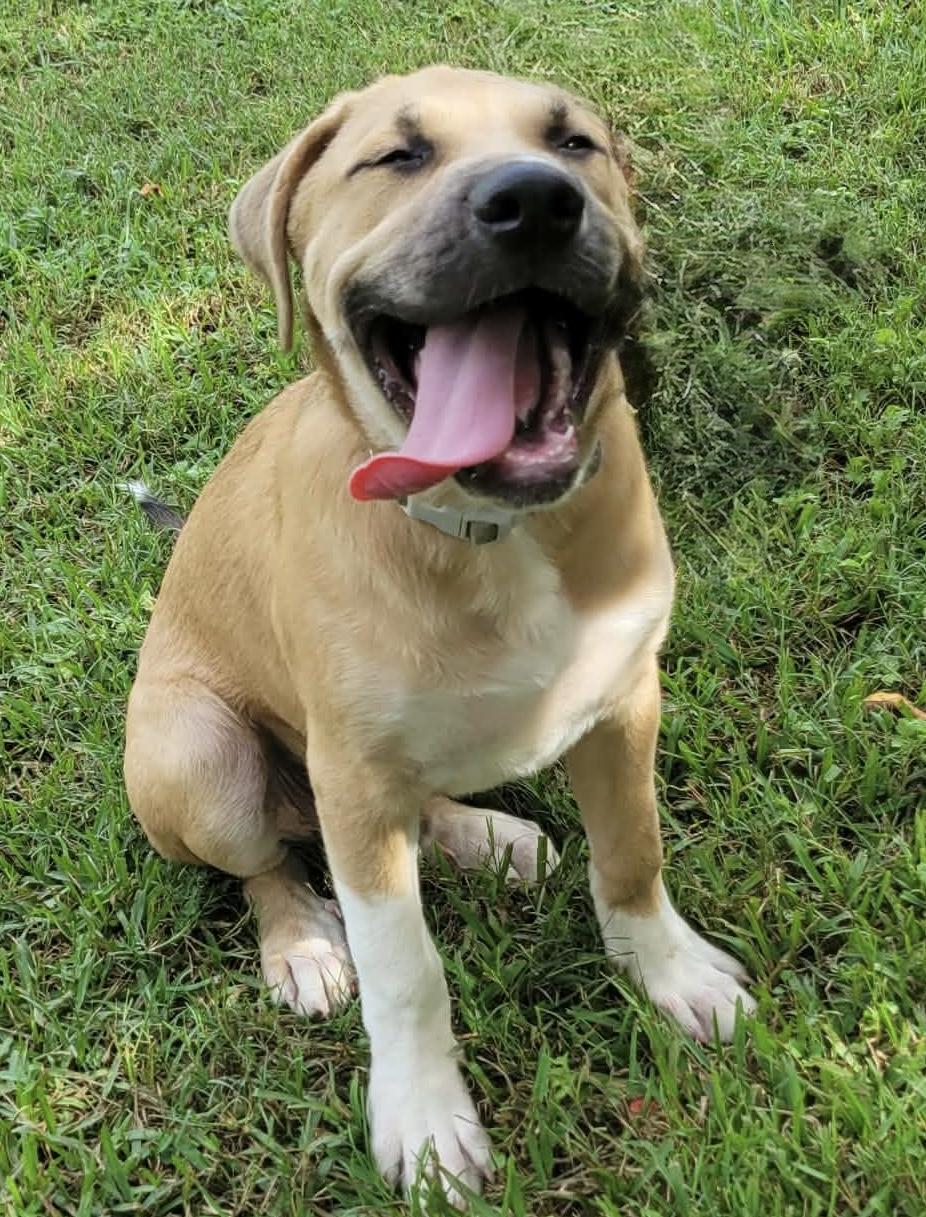 Enlarge Beau, a Adopted mixed breed in Leesburg, GA image 2/4