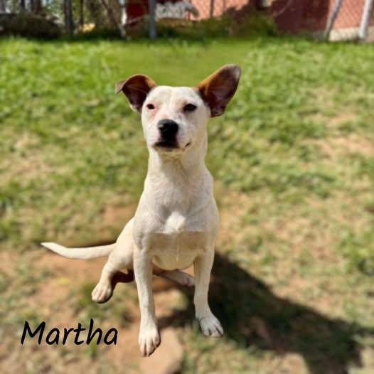 Martha, ADOPTABLE, Puppy Female Jack Russell Terrier.