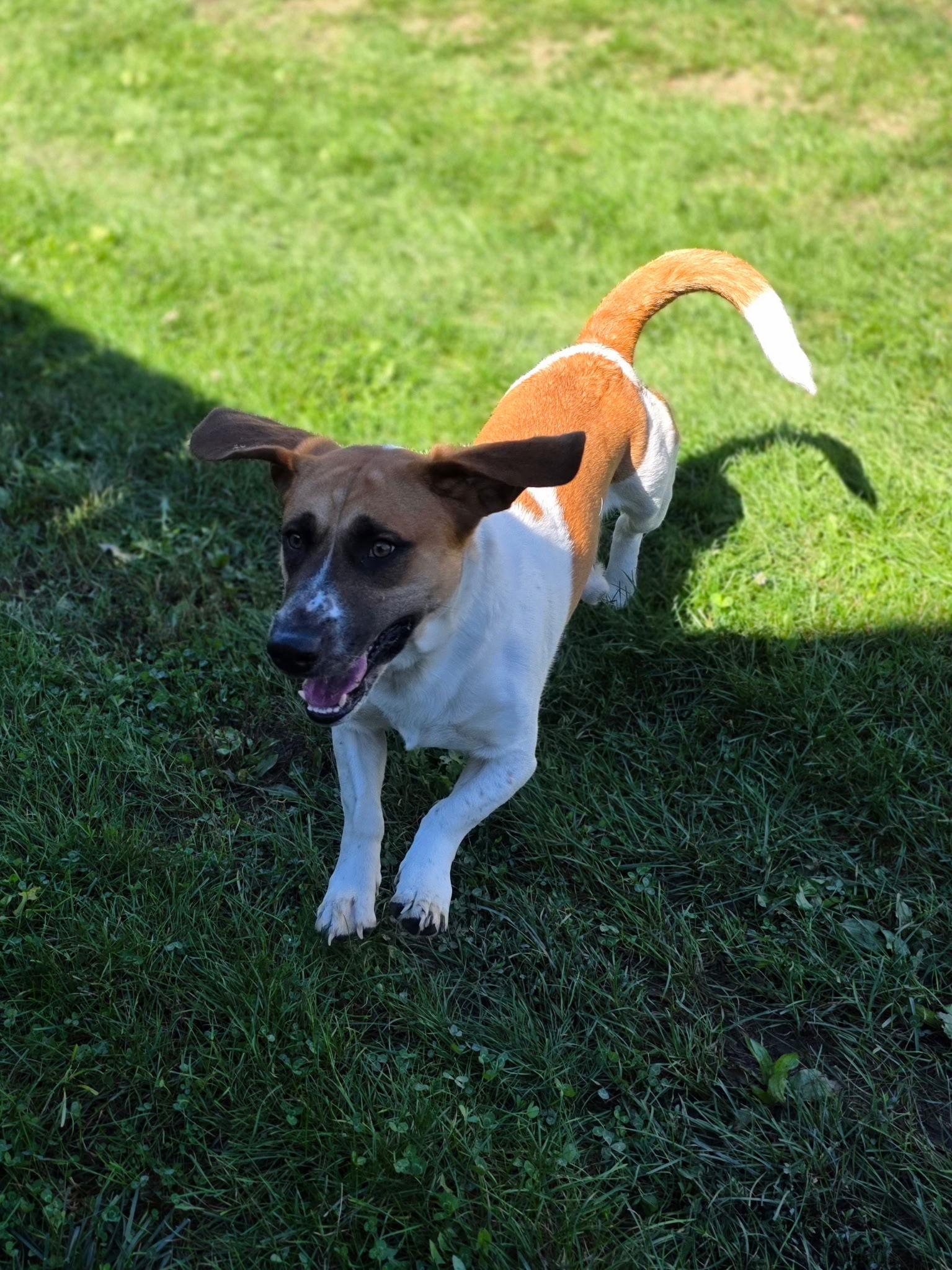 Oliver (Oct 2025), Adoptable, Adult Male Basset Hound.