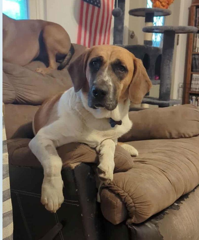 Enlarge Oliver (Oct 2025), a Adoptable Basset Hound in Brookville, OH image 2/3