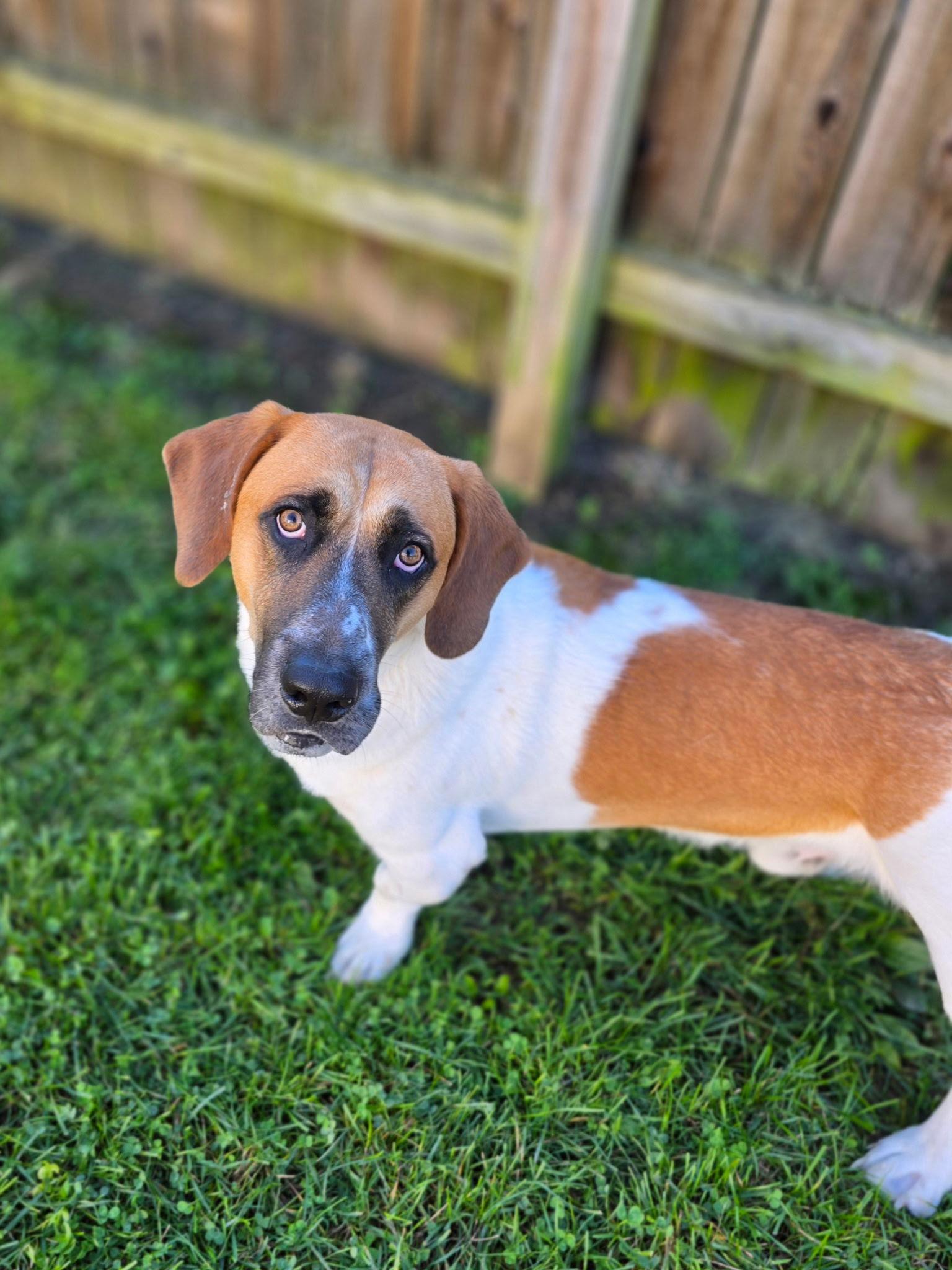 Enlarge Oliver (Oct 2025), a Adoptable Basset Hound in Brookville, OH image 3/3