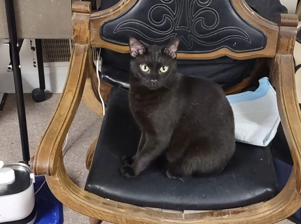 Snapper and Wolfie, Adoptable, Young Male Bombay.