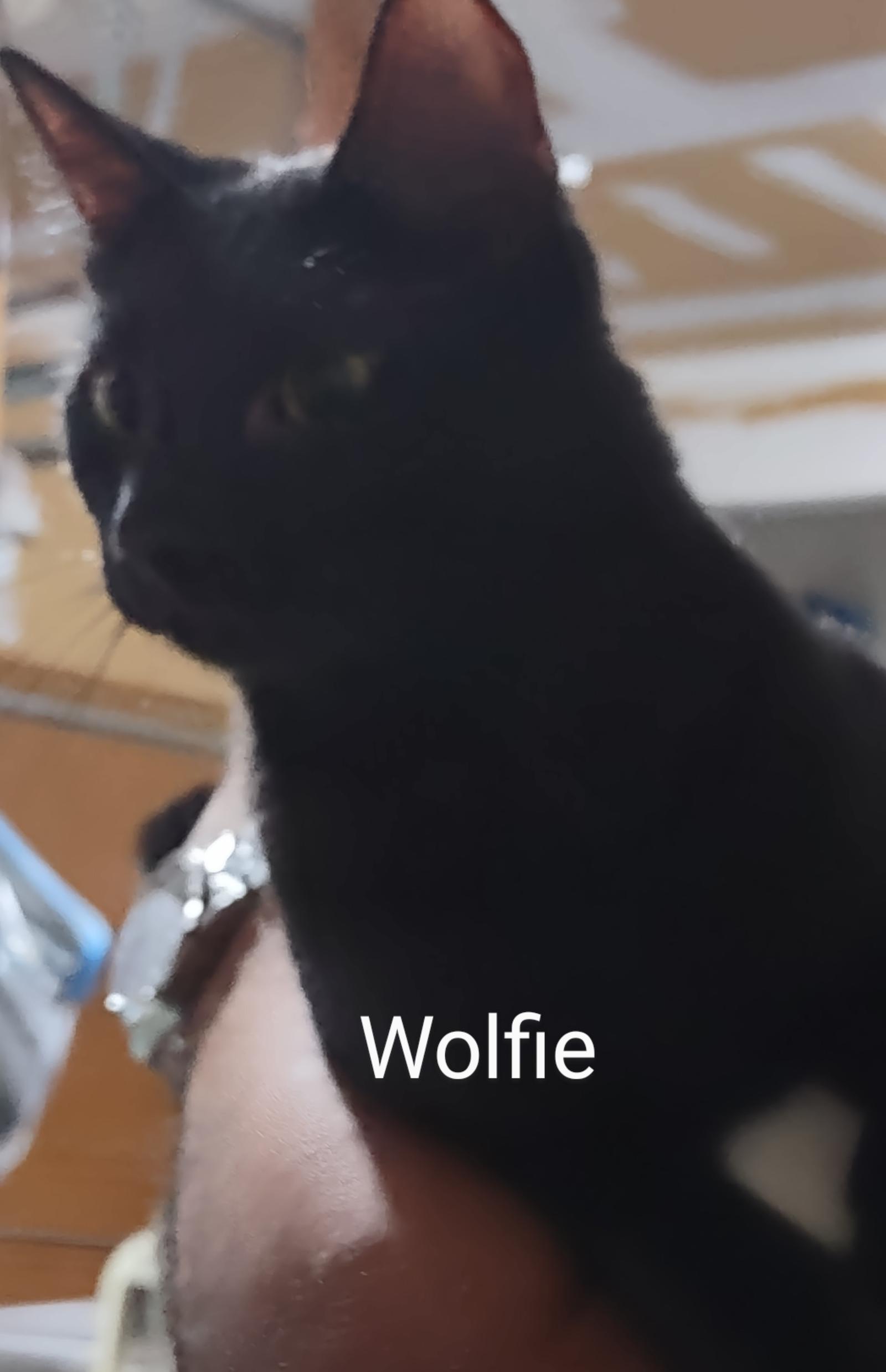 Snapper and Wolfie, a Adoptable Bombay image 2/2