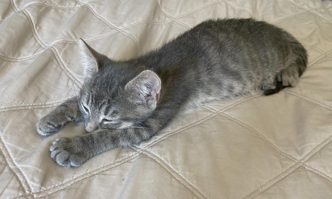 Theodore
