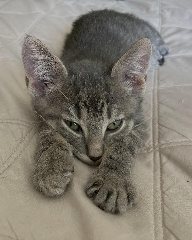 Theodore