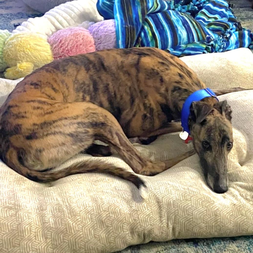 Stf Like A Shot thumbnail 3