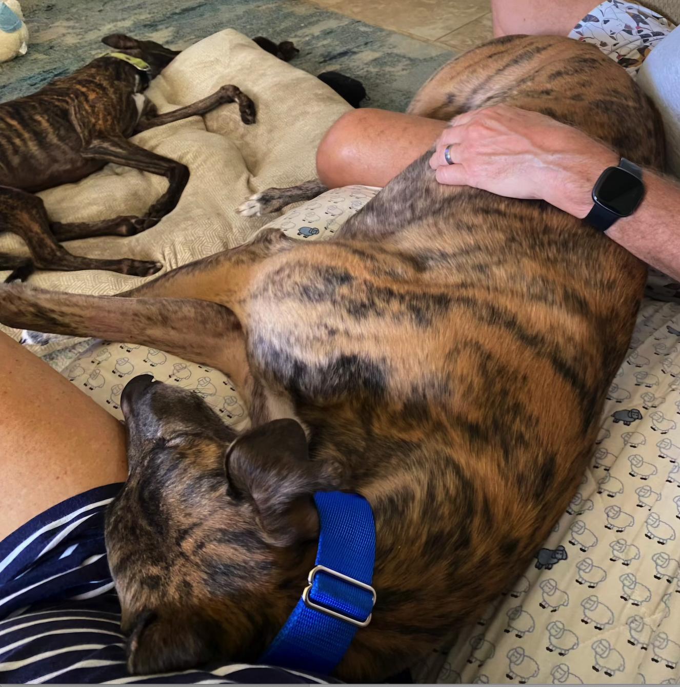 Stf Like A Shot thumbnail 4