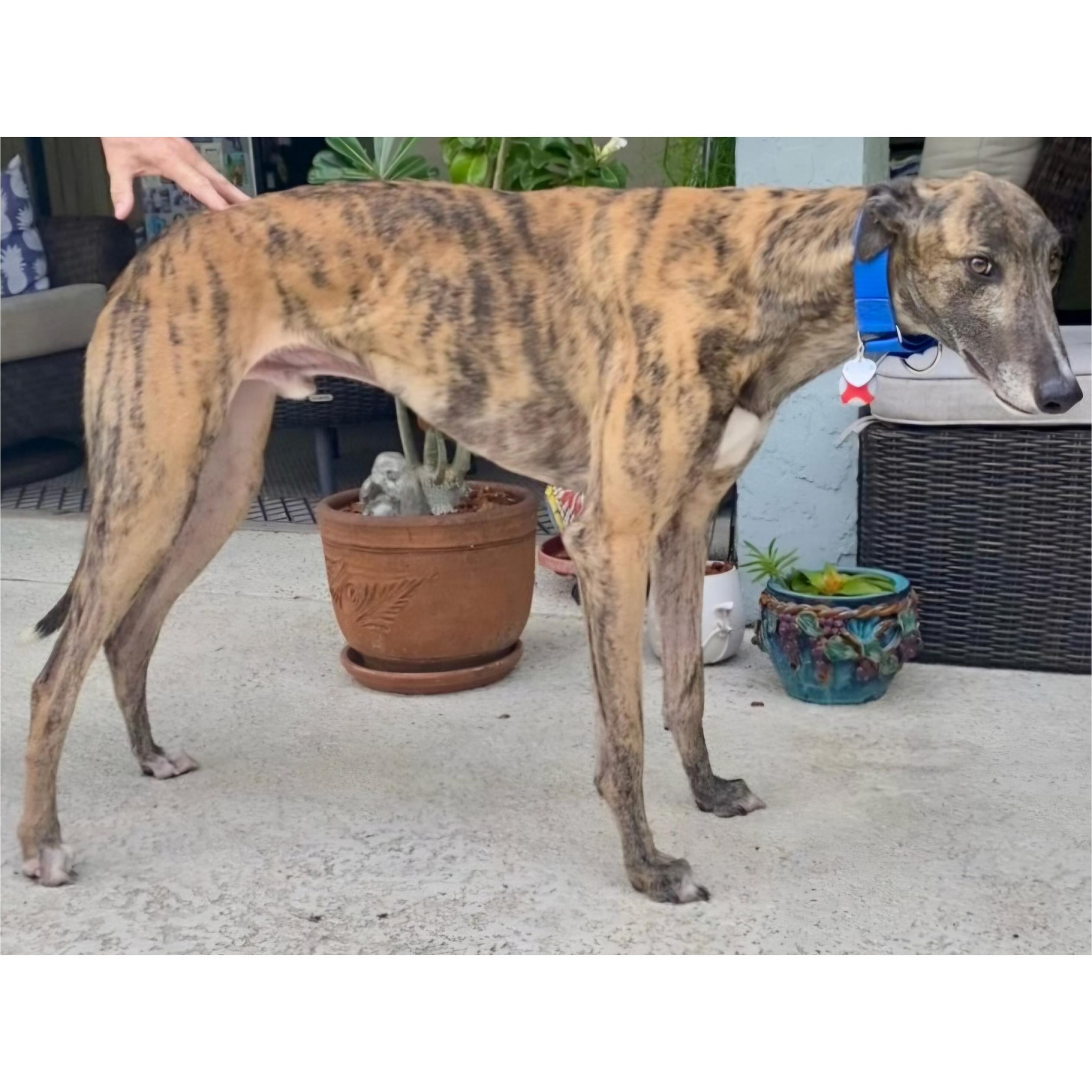 Stf Like A Shot thumbnail 5