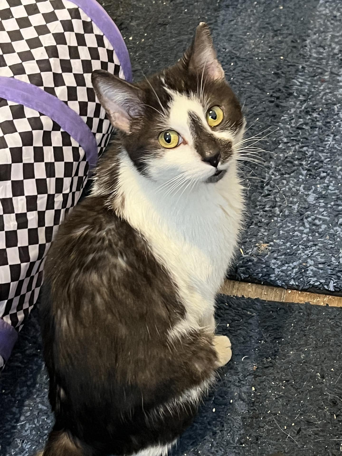 Enlarge Atomic Pine, an adopted Domestic Short Hair in Philadelphia, PA image 3/5