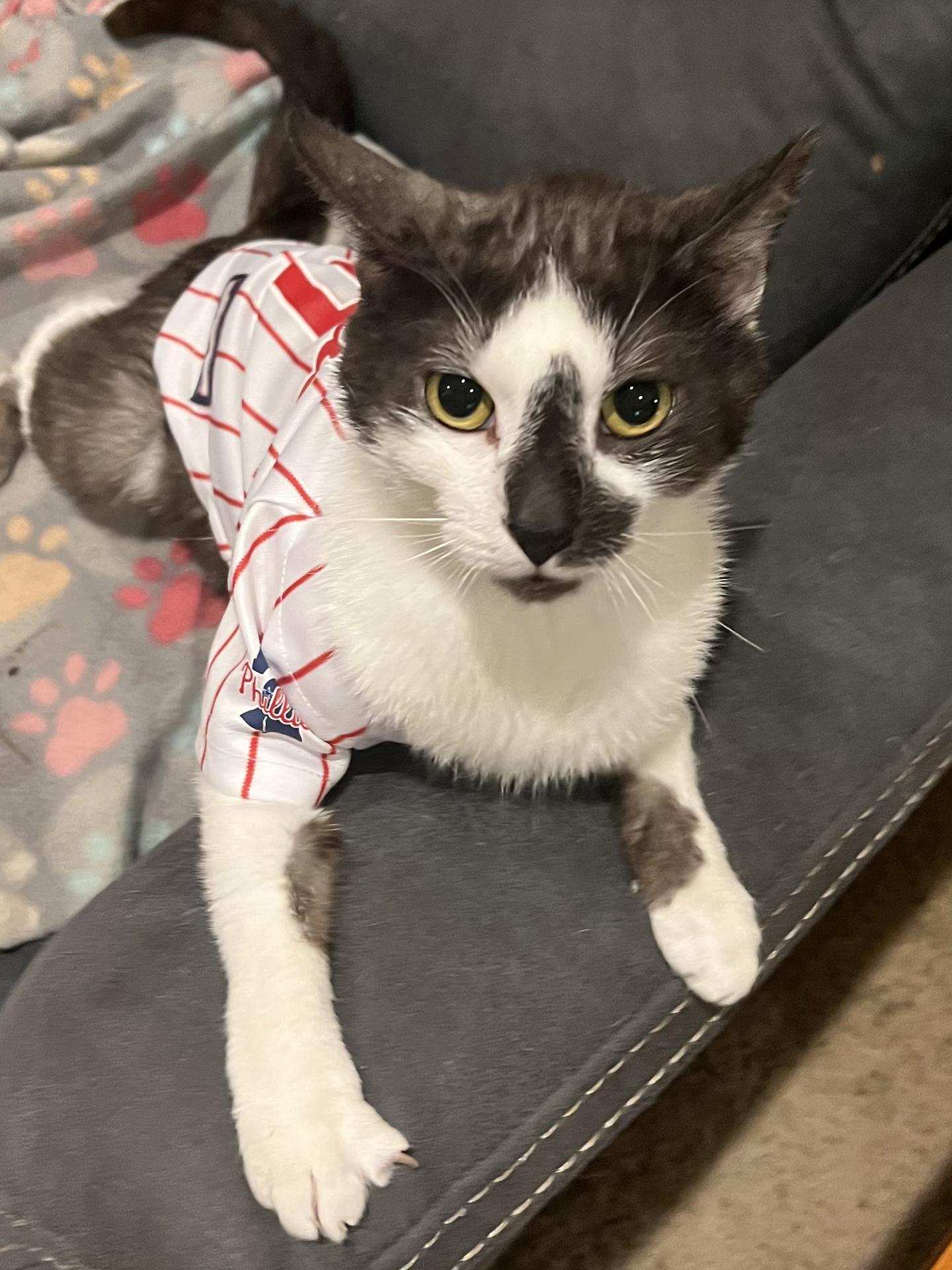 Enlarge Atomic Pine, an adopted Domestic Short Hair in Philadelphia, PA image 2/5