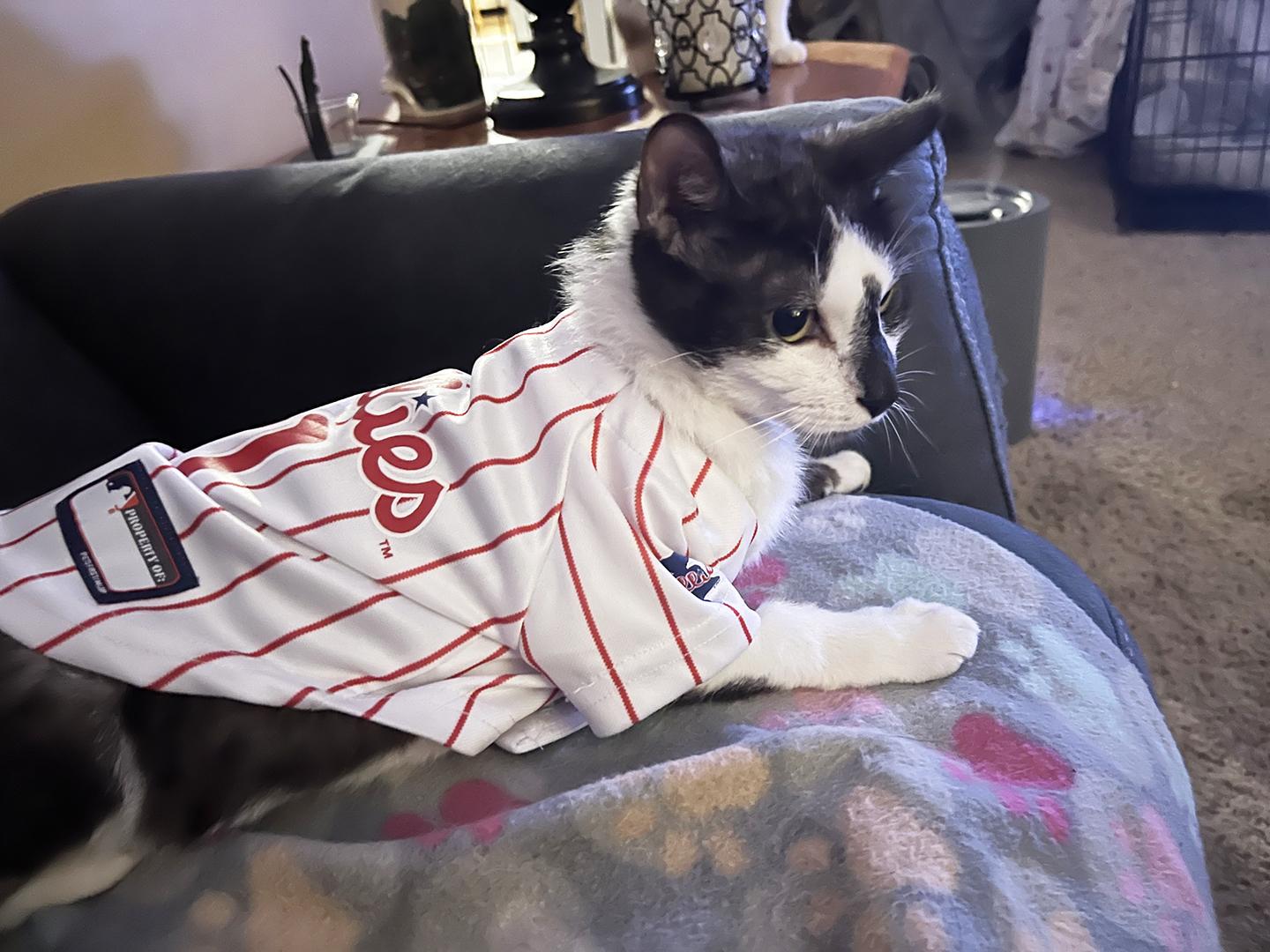 Enlarge Atomic Pine, an adopted Domestic Short Hair in Philadelphia, PA image 5/5