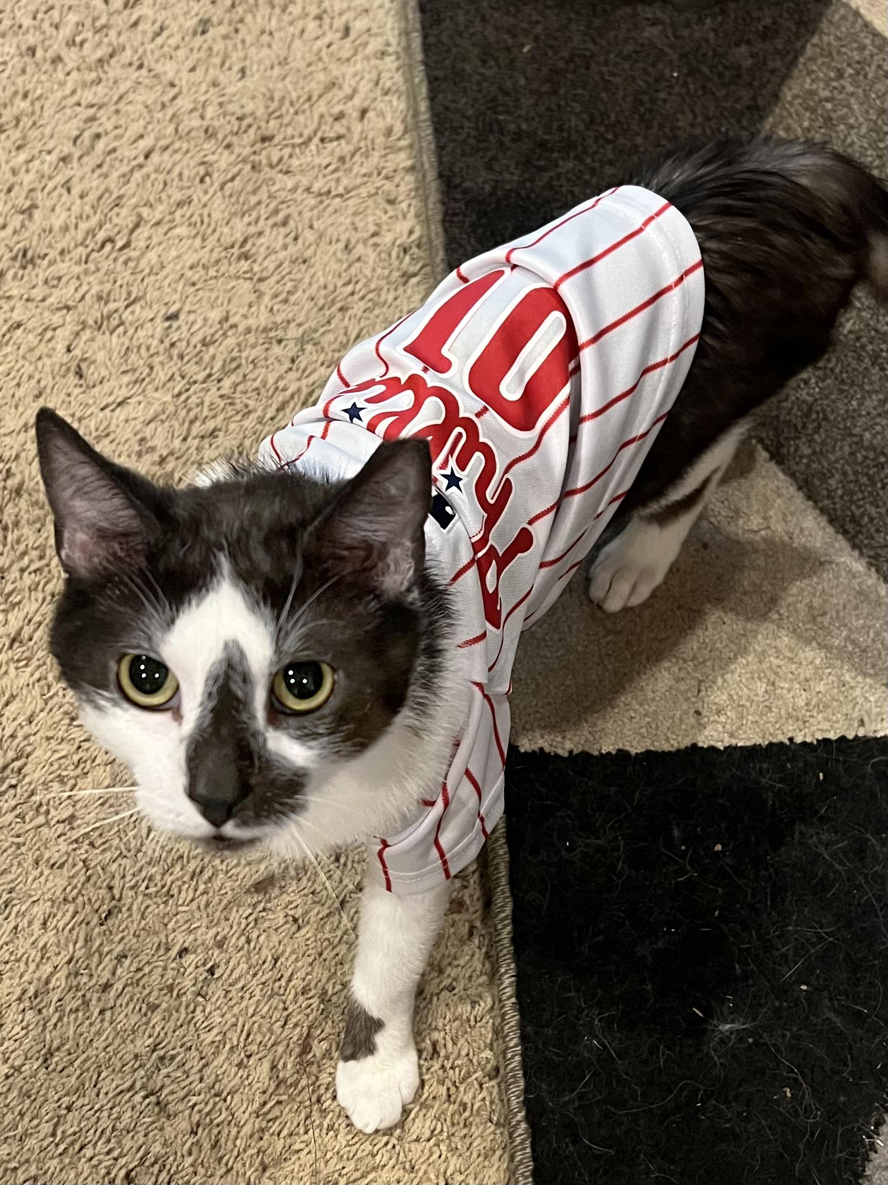 Enlarge Atomic Pine, an adopted Domestic Short Hair in Philadelphia, PA image 1/5