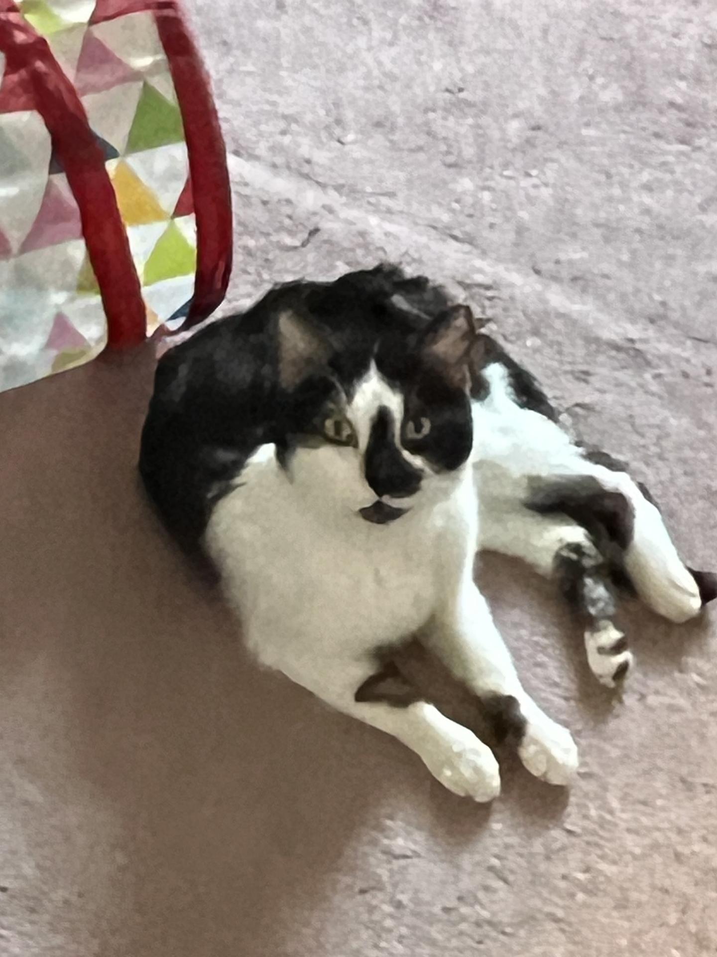 Enlarge Atomic Pine, an adopted Domestic Short Hair in Philadelphia, PA image 4/5