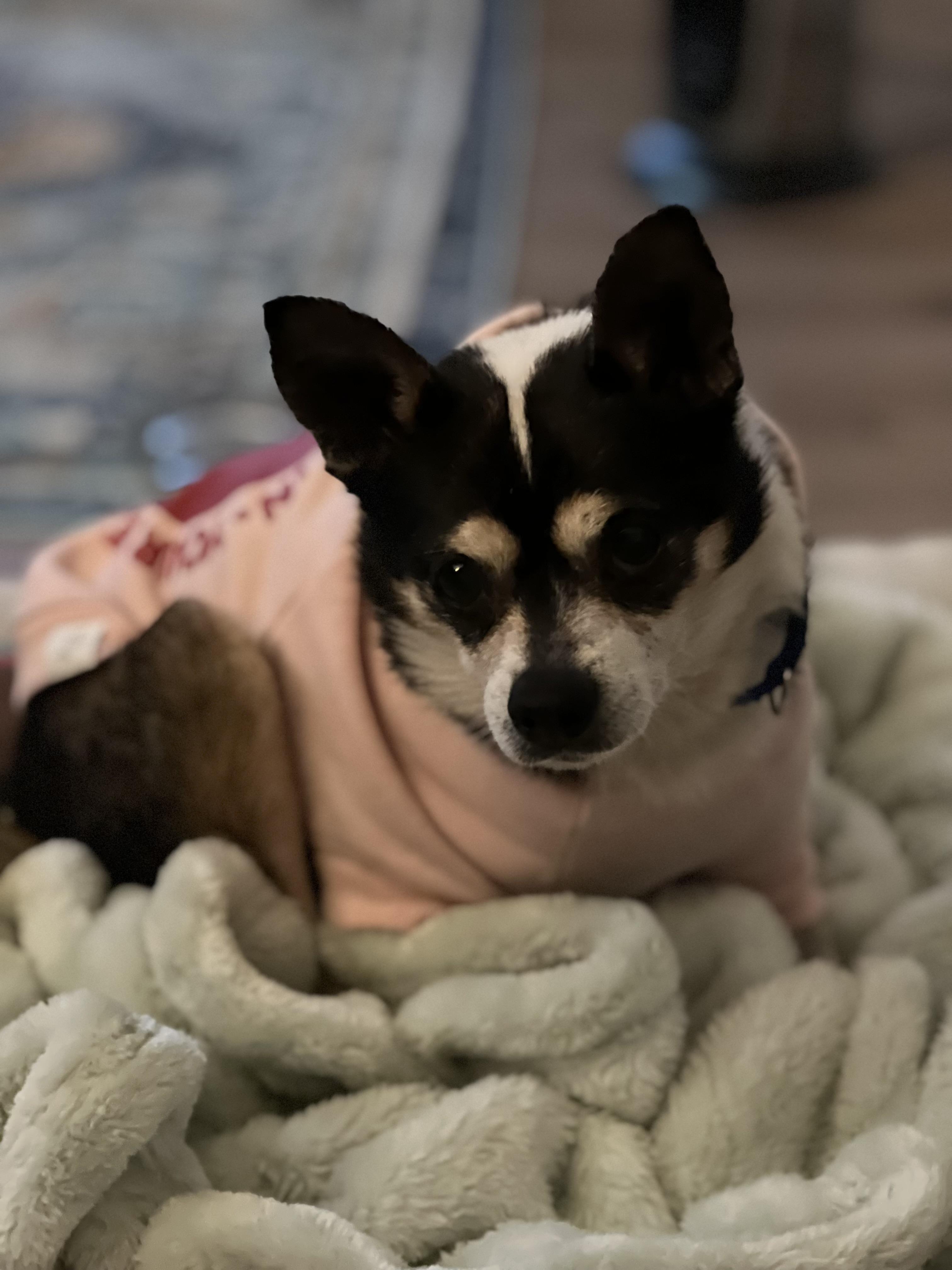 Enlarge Pepsi  (Female) , an adoptable mixed breed in West Grove, PA image 1/6