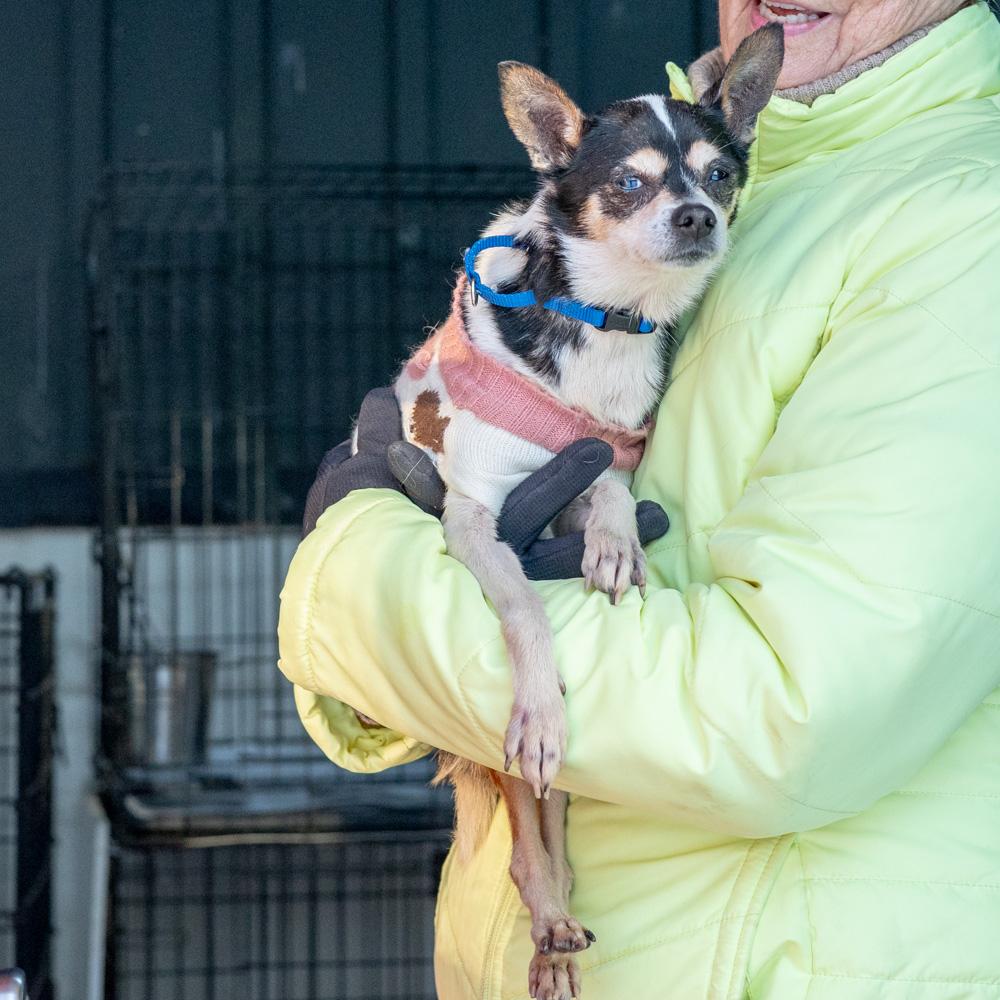 Enlarge Pepsi  (Female) , an adoptable mixed breed in West Grove, PA image 4/5