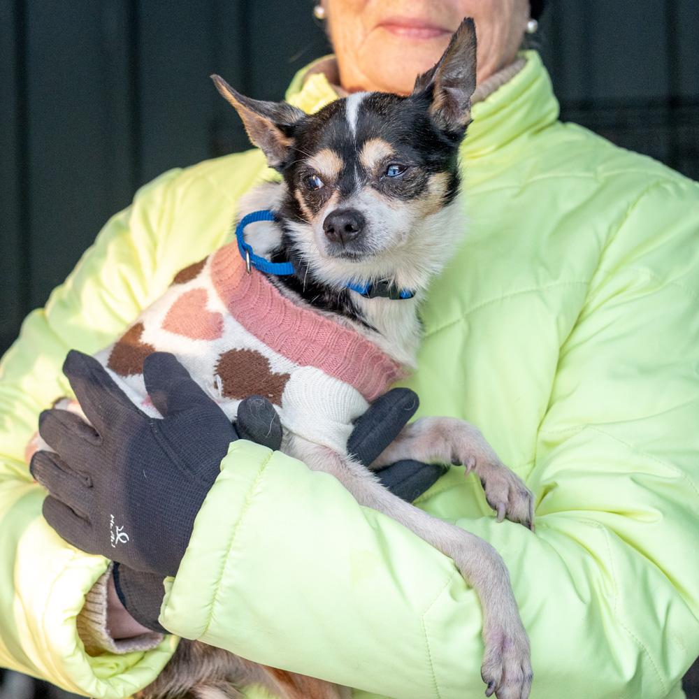 Enlarge Pepsi  (Female) , an adoptable mixed breed in West Grove, PA image 2/5