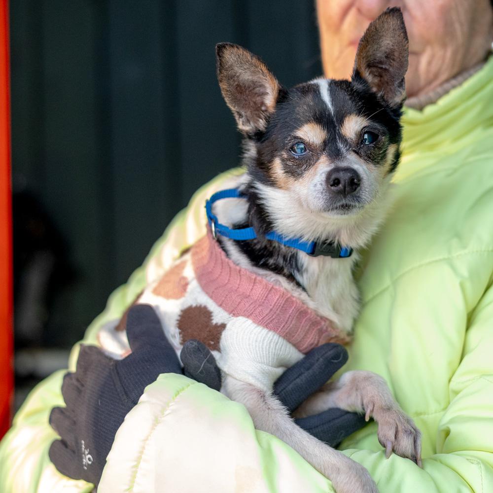 Enlarge Pepsi  (Female) , an adoptable mixed breed in West Grove, PA image 3/5