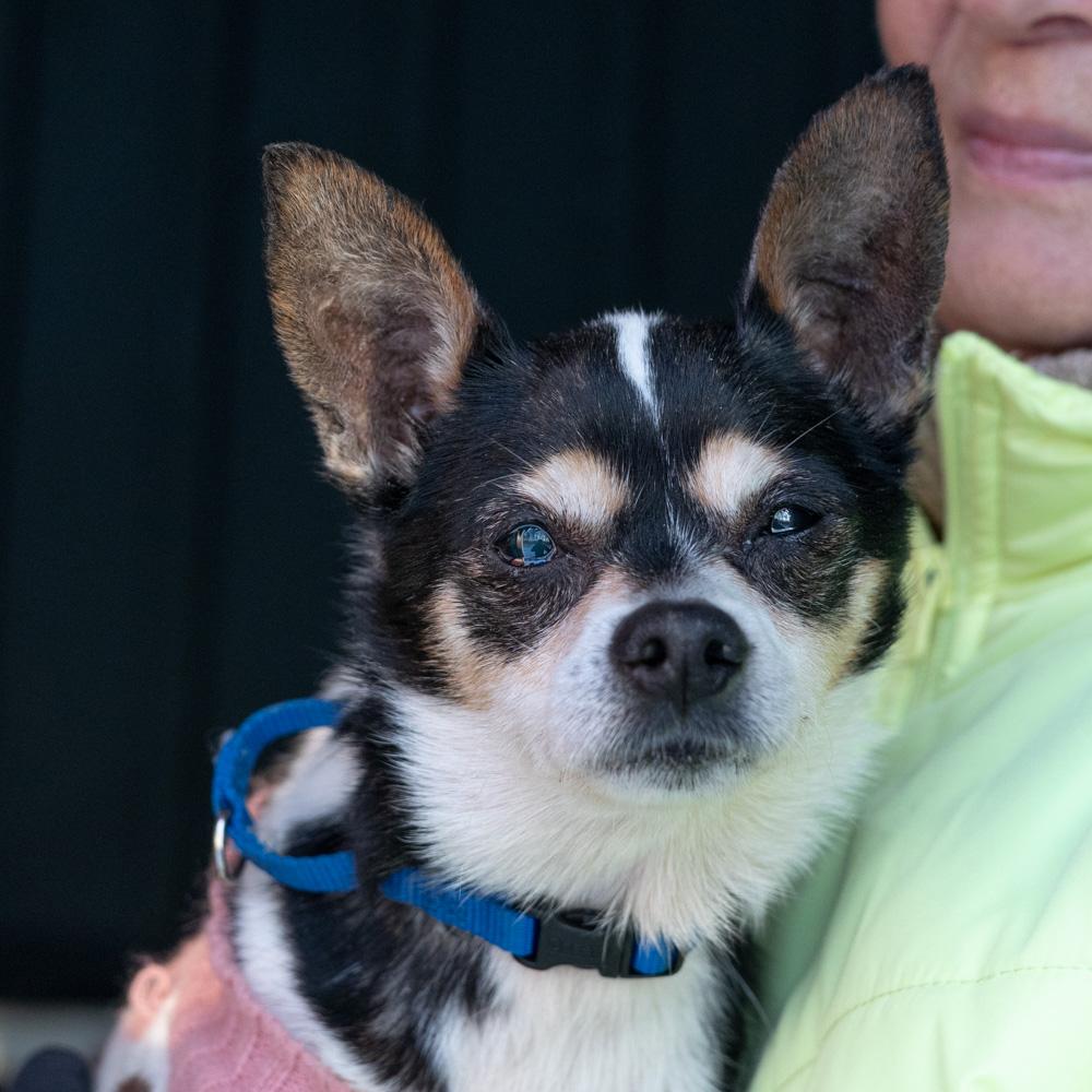 Enlarge Pepsi  (Female) , an adoptable mixed breed in West Grove, PA image 1/5