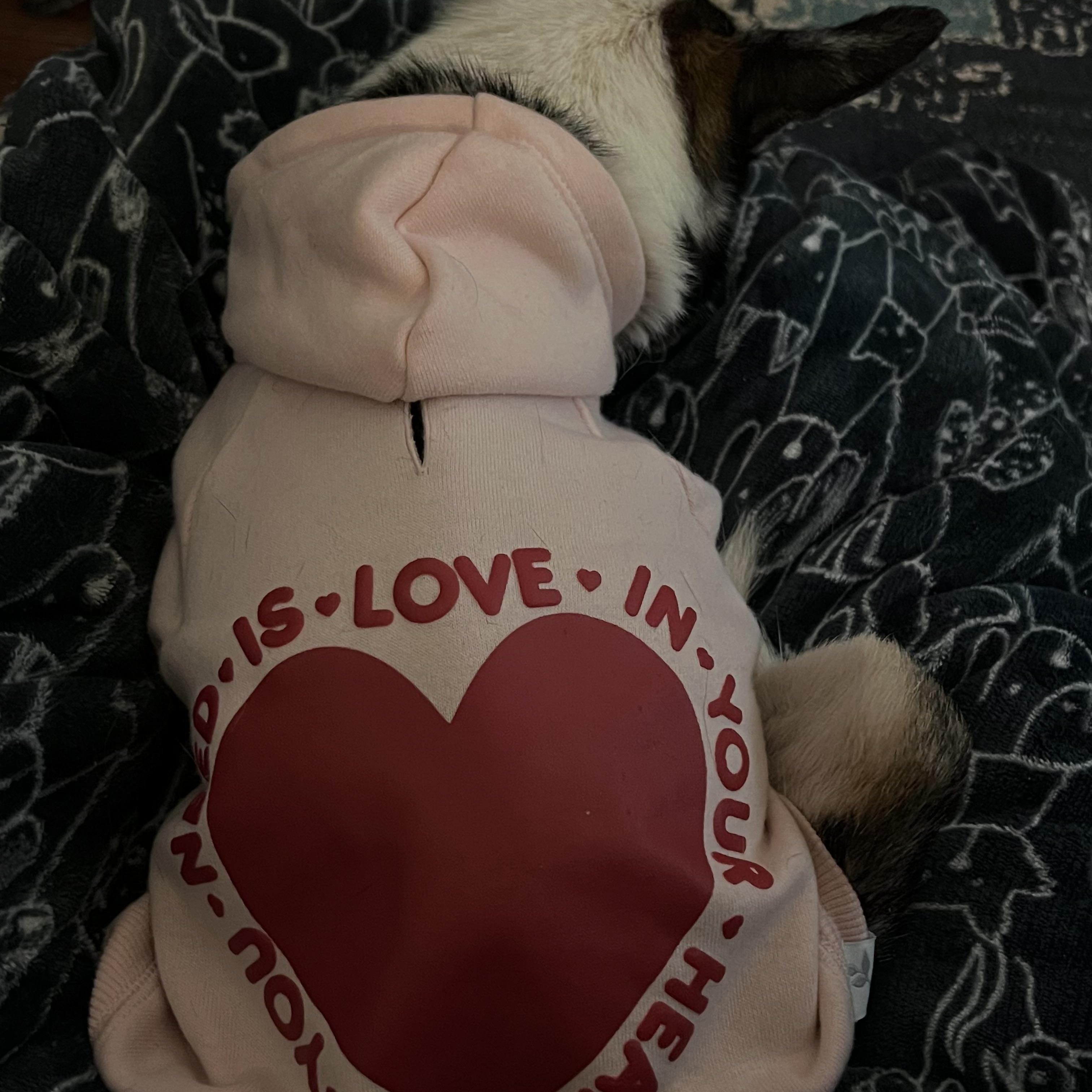 Enlarge Pepsi  (Female) , an adoptable mixed breed in West Grove, PA image 4/6