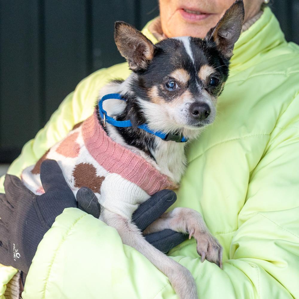 Enlarge Pepsi  (Female) , an adoptable mixed breed in West Grove, PA image 5/5