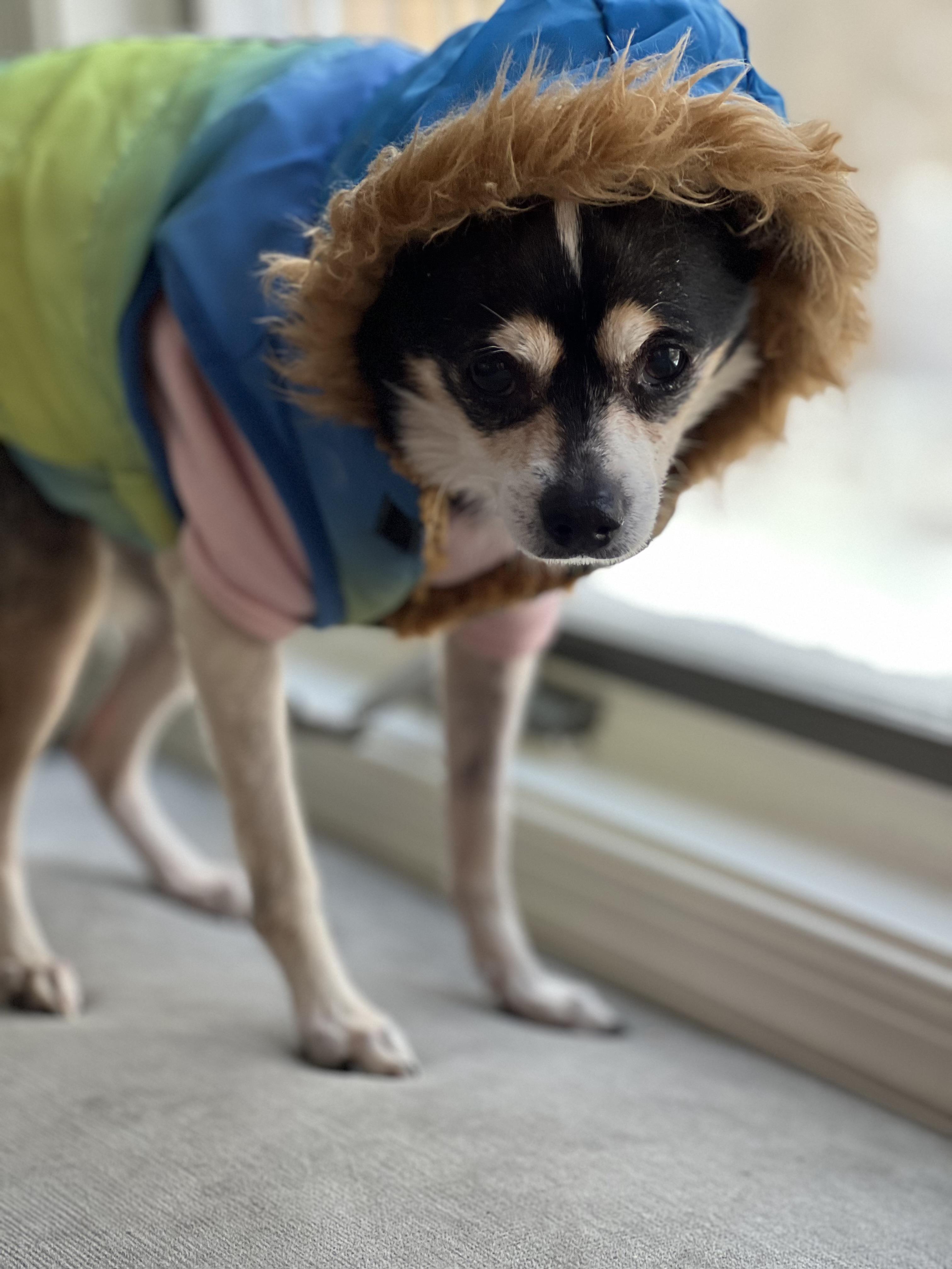 Enlarge Pepsi  (Female) , an adoptable mixed breed in West Grove, PA image 5/6