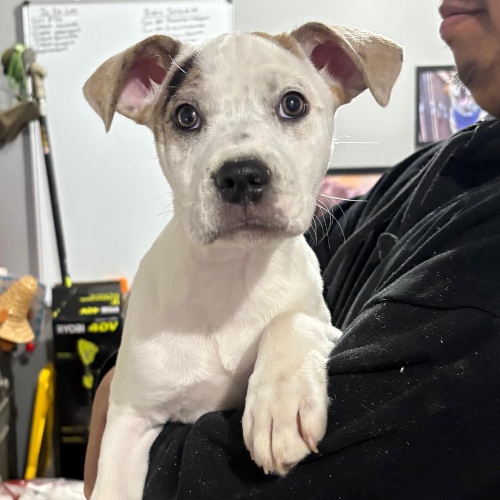 Maple, a Adoptable Mixed Breed in Wappingers Falls, NY image 1/6