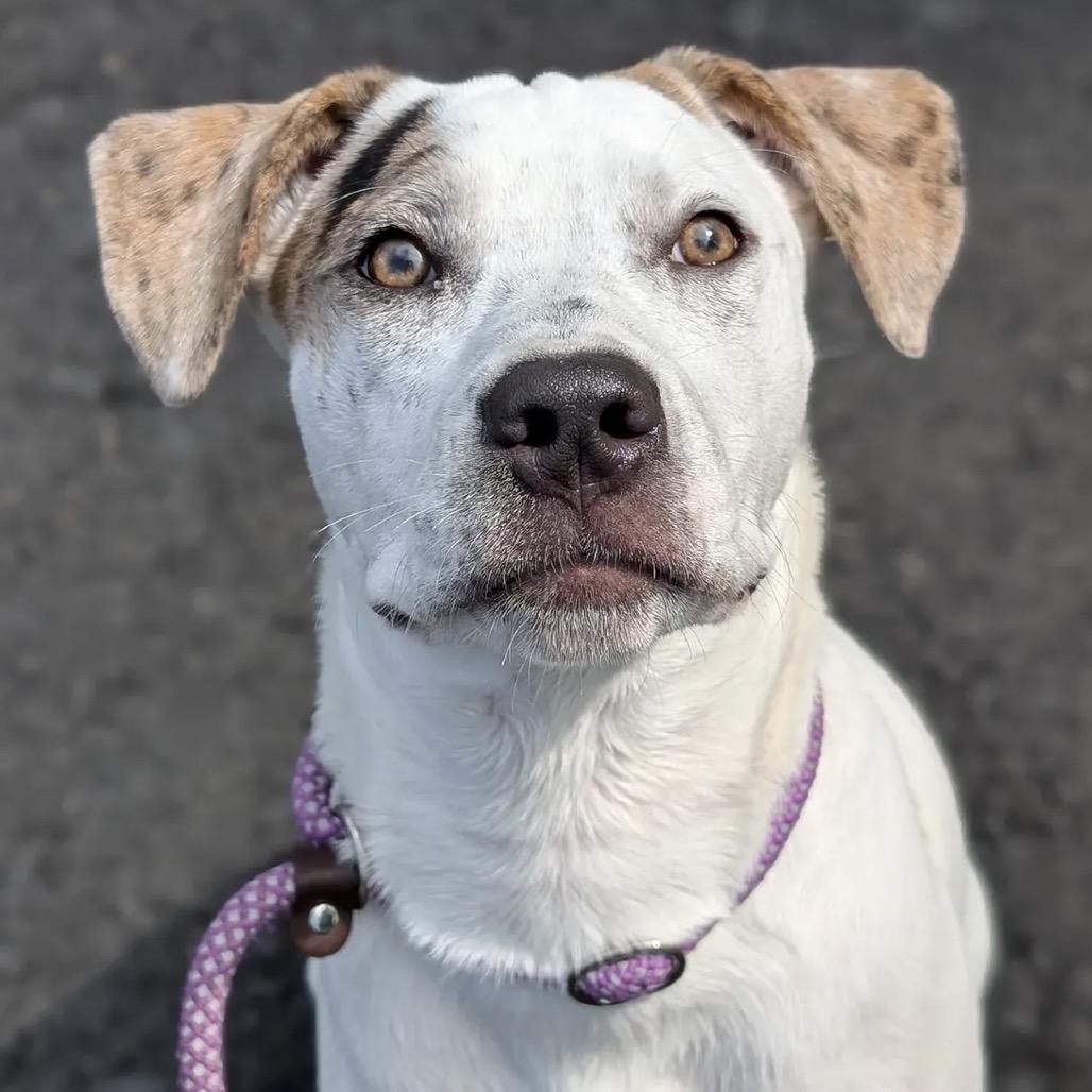 Enlarge Maple, a Adoptable Mixed Breed in Wappingers Falls, NY image 2/6