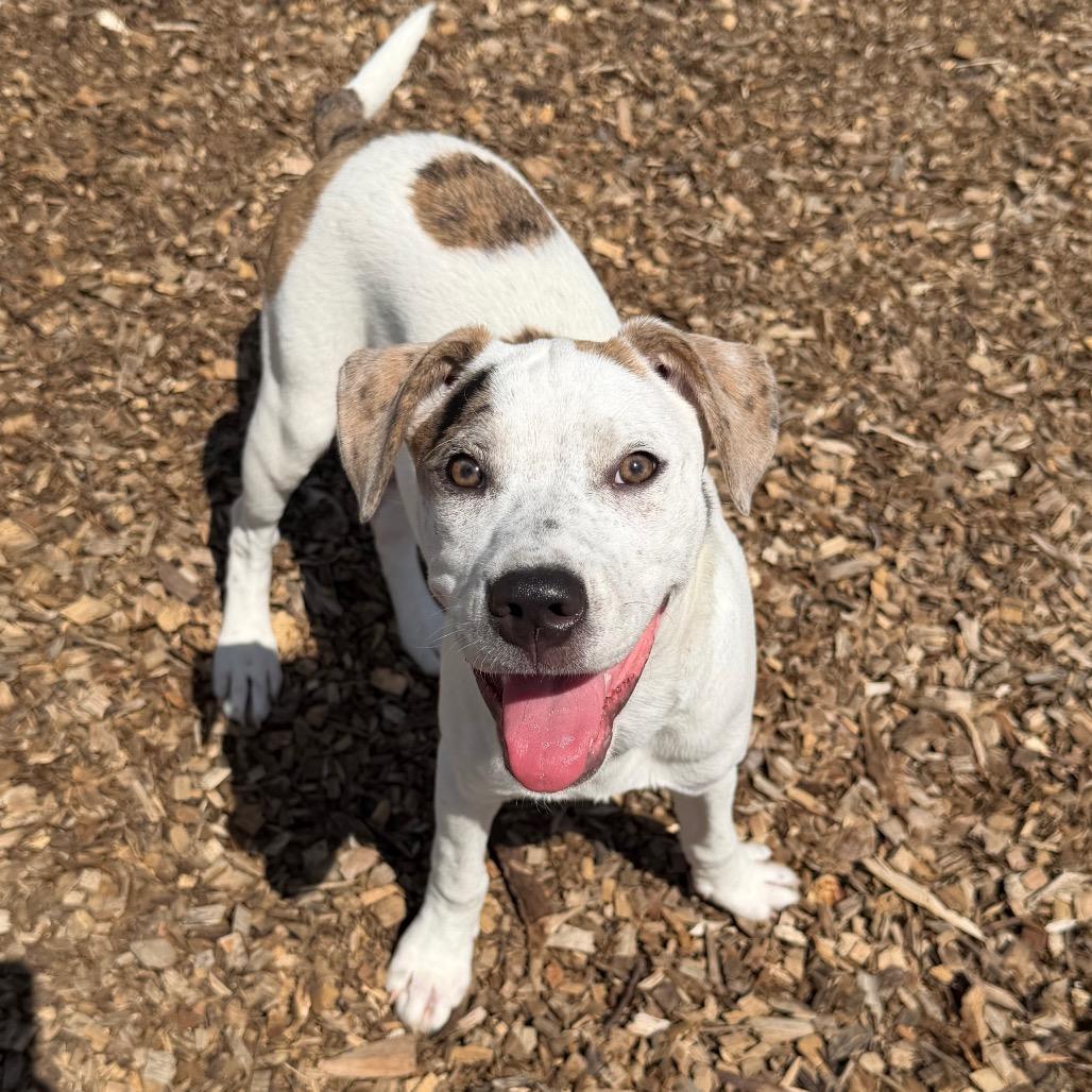 Maple, a Adoptable Mixed Breed in Wappingers Falls, NY image 2/6