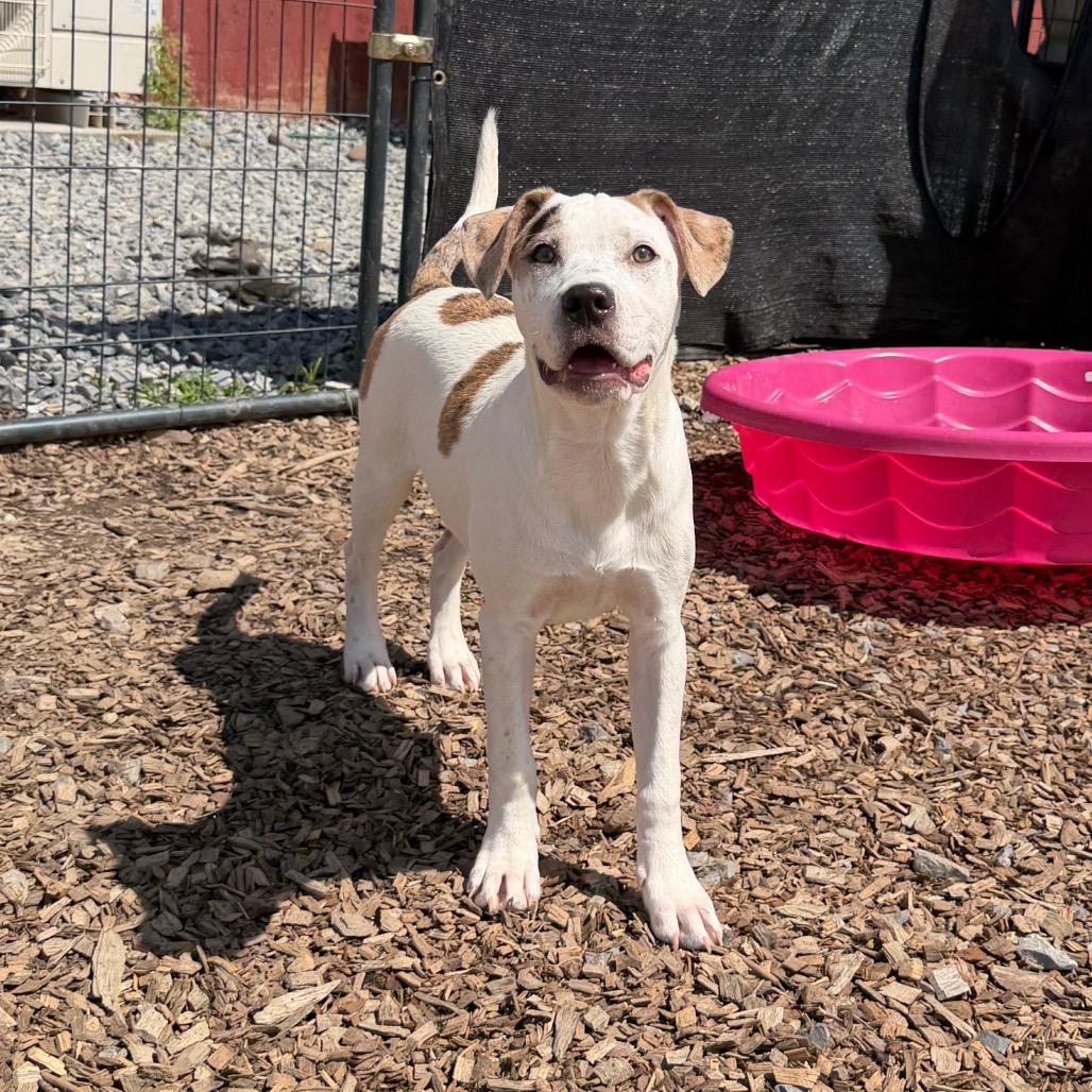 Maple, a Adoptable Mixed Breed in Wappingers Falls, NY image 3/6