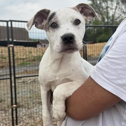 Maple, a Adoptable Mixed Breed in Wappingers Falls, NY image 4/6