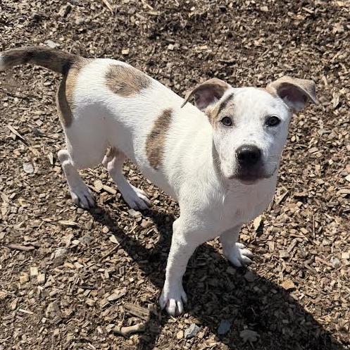 Maple, a Adoptable Mixed Breed in Wappingers Falls, NY image 5/6